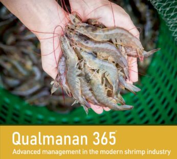 Qualmannan 365