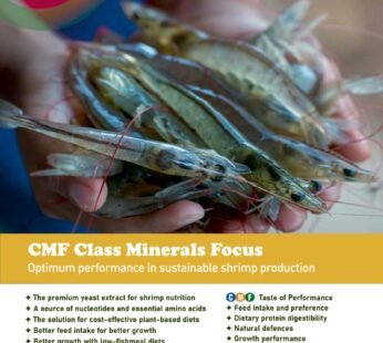 CMF ( Class Mineral Focus )